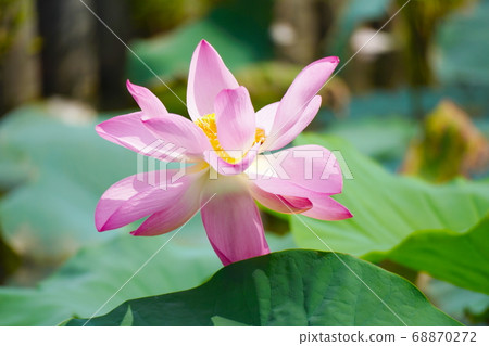 Lotus flower Lotus flower 68870272