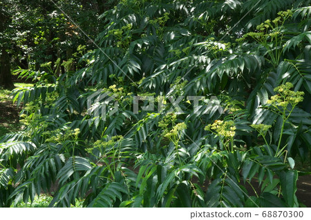 Crows Thorn Show Tree, where many insects such as butterflies gather during the flowering season, August 68870300