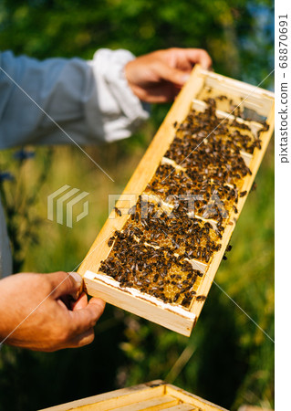 Close-up of beekeeper checking honeycomb full of bees on frame to control situation in bee colony Close-up of beekeeper checking honeycomb full of bees on frame to control situation in bee colony 68870691