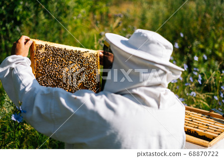 Apiarist in protective workwear and gloves is taking out the honeycomb on wooden frame Apiarist in protective workwear and gloves is taking out the honeycomb on wooden frame 68870722