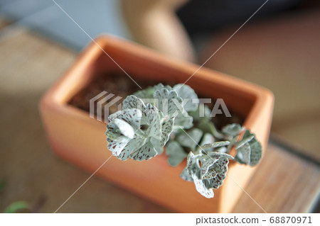 種植觀葉植物 , 多肉植物, 植物観葉植物、多肉植物、Plant foliage plants, 種植觀葉植物 , 多肉植物, 植物観葉植物、多肉植物、Plant foliage plants, 68870971