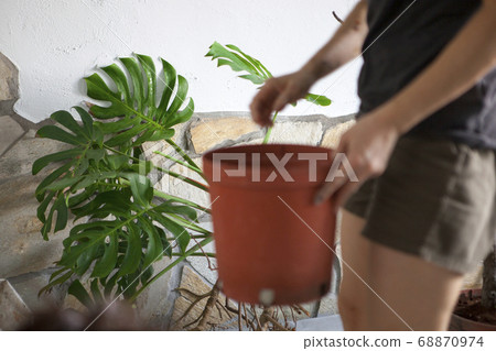 Plant foliage plants, succulents, plant foliage plants, succulents, Plant foliage plants, 68870974