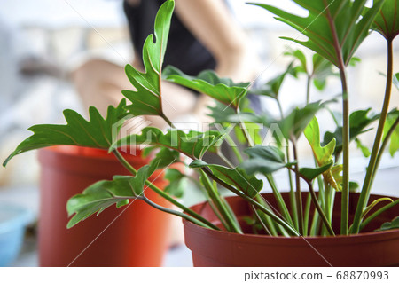 Plant foliage plants, succulents, plant foliage plants, succulents, Plant foliage plants, Plant foliage plants, succulents, plant foliage plants, succulents, Plant foliage plants, 68870993