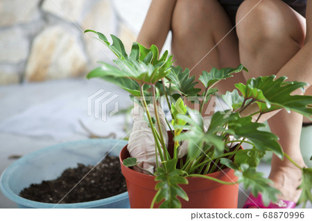 種植觀葉植物 , 多肉植物, 植物観葉植物、多肉植物、Plant foliage plants, 68870996