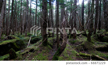 八岳的白神森林 八岳的白神森林 68871229