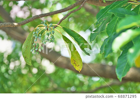 Summer Yuzuha green fruit Summer Yuzuha green fruit 68871295