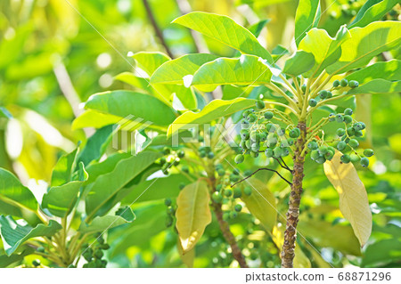 Summer Yuzuha green fruit Summer Yuzuha green fruit 68871296