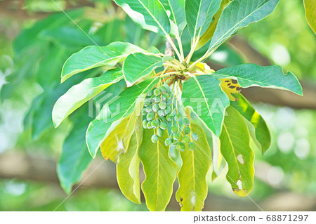 Summer Yuzuha green fruit Summer Yuzuha green fruit 68871297