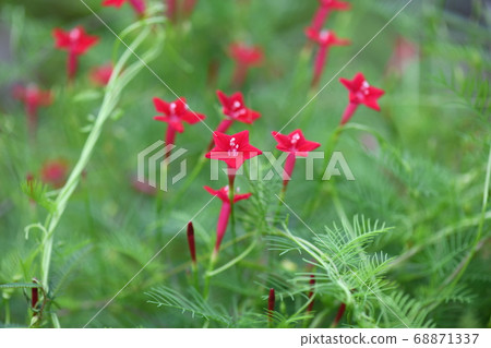 Late summer 68871337