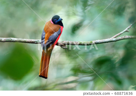 Beautiful adult Scarlet-rumped trogon (Harpactes duvaucelii), high angle view, rear shot, in the morning perching on the clear branch in wildlife sanctuary in tropical rainforest, southern Thailand 68871636