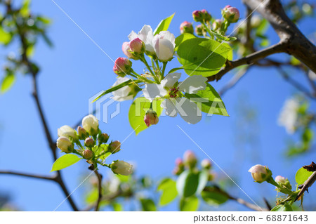 Branch of a blossoming apple tree 68871643
