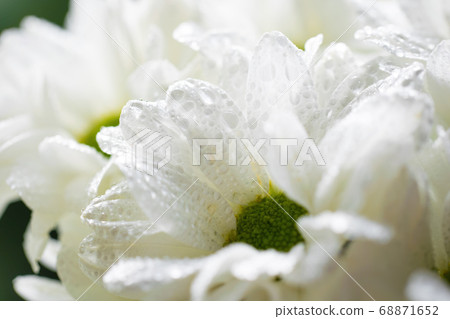Wet chrysanthemum macro photo Wet chrysanthemum macro photo 68871652