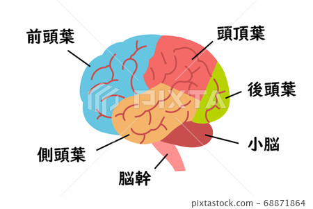 Medical brain illustration 68871864