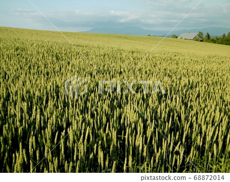 Hill of Biei wheat field 68872014