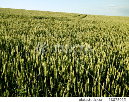 Hill of Biei wheat field 68872015