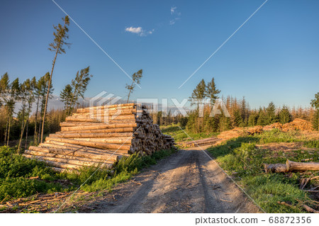 Piled logs of harvested wood in forest 68872356