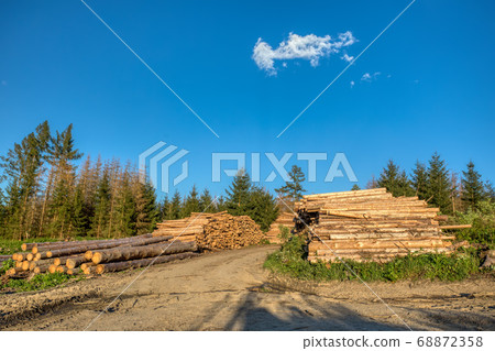 Piled logs of harvested wood in forest 68872358