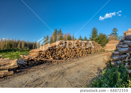 Piled logs of harvested wood in forest 68872359