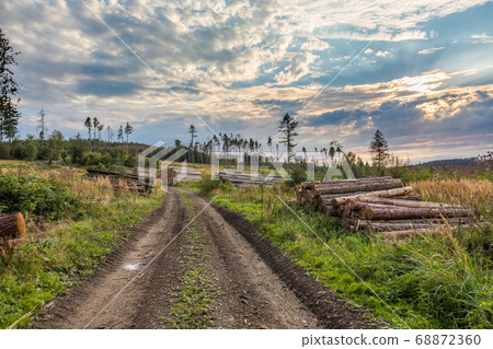 Piled logs of harvested wood in forest 68872360