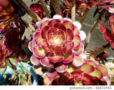 肉質植物永世黑刺草 68872450