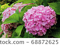  Pink hydrangea 68872625