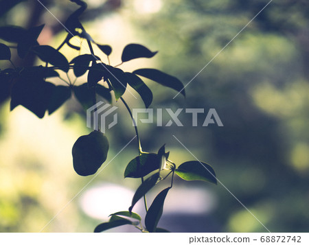 Summer blue mube fruit silhouette August 68872742