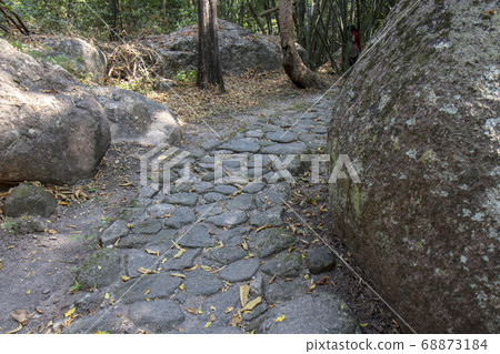 Walkway stone path in forest  by vegetation 68873184