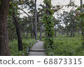 Walkway stone path in forest  by vegetation 68873315
