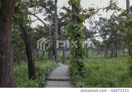 Walkway stone path in forest by vegetation Walkway stone path in forest by vegetation 68873315