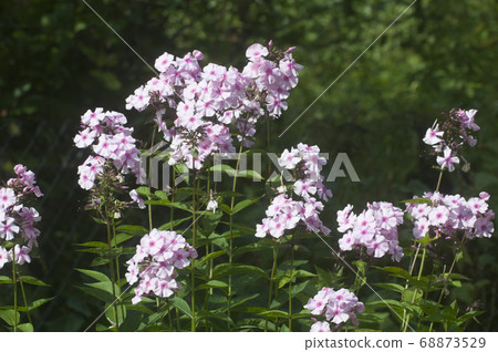 Garden phlox flowers close up 68873529
