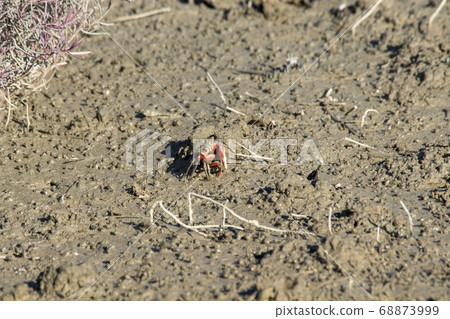 京畿道始興市始興潮汐生態園 京畿道始興市始興潮汐生態園 68873999