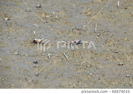 京畿道始興市始興潮汐生態園 京畿道始興市始興潮汐生態園 68874010