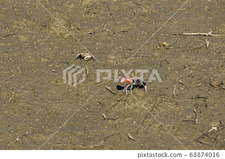 Siheung Tidal-Ecological Park, Siheung City, Gyeonggi-do Siheung Tidal-Ecological Park, Siheung City, Gyeonggi-do 68874016