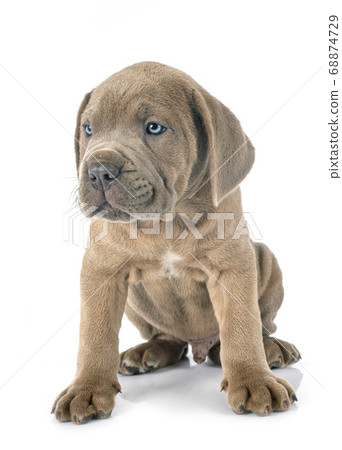 puppy cane corso 68874729