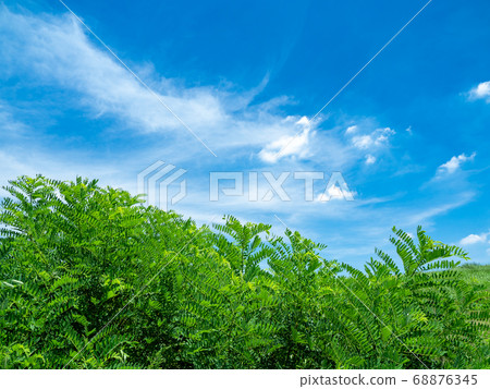 夏天的藍天和綠色的草地，崎玉縣川口市，8月 68876345