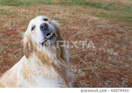 A cute golden retriever dog is looking up with a smile in the forest against the background of fallen conifer needles. The concept of training guide dogs to help people with disabilities 68876483