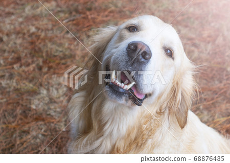 A cute golden retriever dog is looking up with a smile in the forest against the background of fallen conifer needles. The concept of training guide dogs to help people with disabilities 68876485
