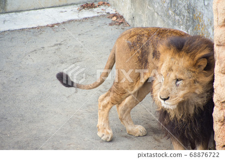 Male Lion Male Lion 68876722
