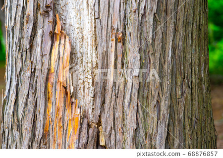 Wood grain Wood grain 68876857