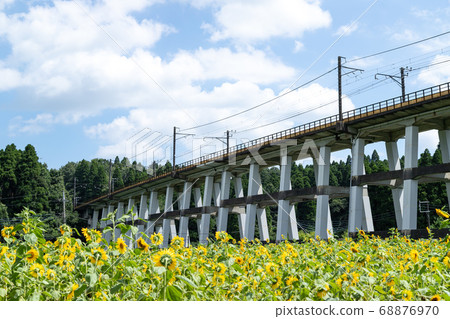 Railway viaduct and sunflower field, Oamishirasato, Chiba, Japan Railway viaduct and sunflower field, Oamishirasato, Chiba, Japan 68876970