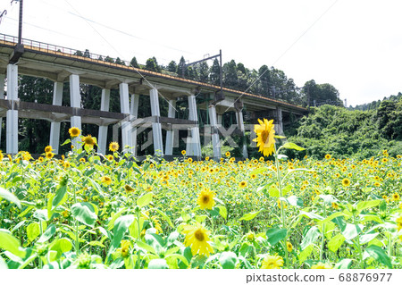 日本千葉縣Oamishirasato的鐵路高架橋和向日葵田 日本千葉縣Oamishirasato的鐵路高架橋和向日葵田 68876977