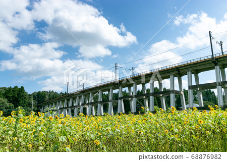 日本千葉縣Oamishirasato的鐵路高架橋和向日葵田 日本千葉縣Oamishirasato的鐵路高架橋和向日葵田 68876982