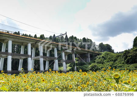 Railway viaduct and sunflower field, Oamishirasato, Chiba, Japan Railway viaduct and sunflower field, Oamishirasato, Chiba, Japan 68876996
