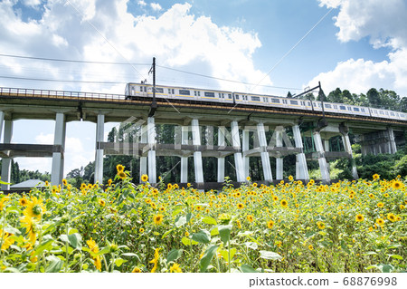 日本千葉縣Oamishirasato的鐵路高架橋和向日葵田 日本千葉縣Oamishirasato的鐵路高架橋和向日葵田 68876998