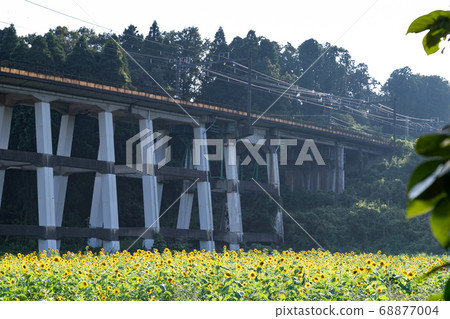 Railway viaduct and sunflower field, Oamishirasato, Chiba, Japan 68877004
