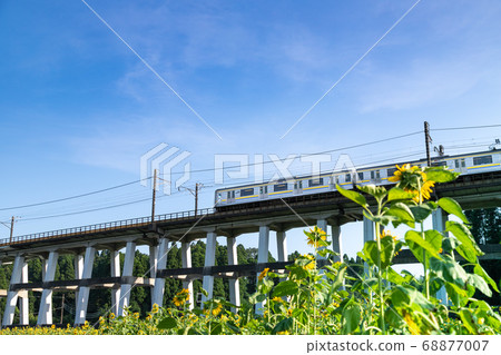 日本千葉縣Oamishirasato的鐵路高架橋和向日葵田 日本千葉縣Oamishirasato的鐵路高架橋和向日葵田 68877007