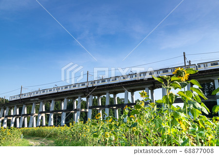 Railway viaduct and sunflower field, Oamishirasato, Chiba, Japan Railway viaduct and sunflower field, Oamishirasato, Chiba, Japan 68877008