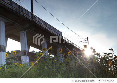 日本千葉縣Oamishirasato的鐵路高架橋和向日葵田 日本千葉縣Oamishirasato的鐵路高架橋和向日葵田 68877022