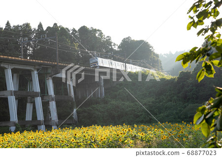 日本千葉縣Oamishirasato的鐵路高架橋和向日葵田 日本千葉縣Oamishirasato的鐵路高架橋和向日葵田 68877023
