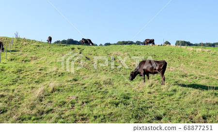 Cows climbing the slopes of the ranch Cows climbing the slopes of the ranch 68877251
